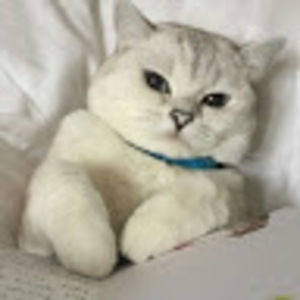 Meet your Posher, Nizar